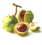Horse Chestnut Extract