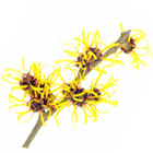Witch Hazel